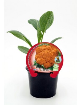 Fresanas Coliflor Jaffa plantel ecológico en maceta en 10,5 cm.
