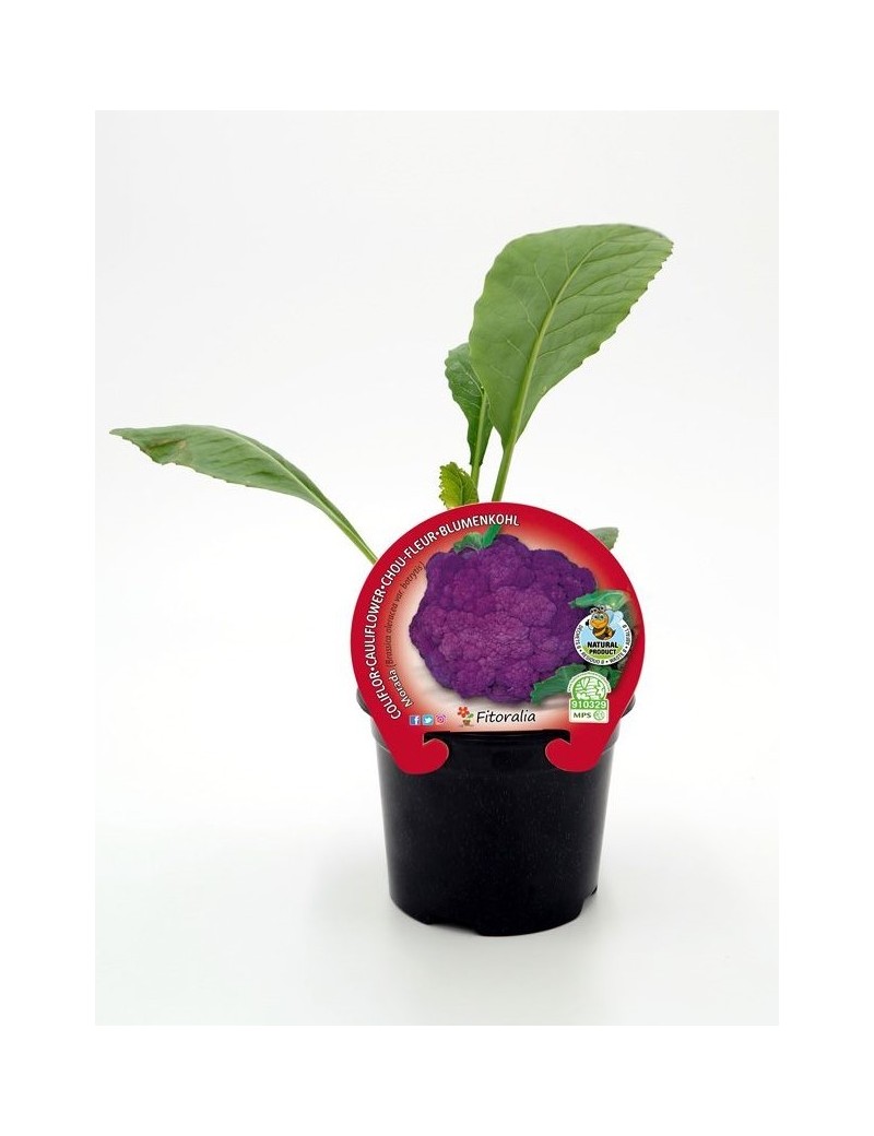 Fresanas Coliflor morada plantel ecológico en maceta de 10,5 cm.