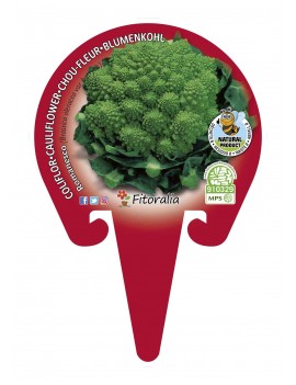 Fresanas Coliflor Romanesco plantel ecológico en maceta de 10,5 cm.