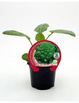 Fresanas Coliflor Romanesco plantel ecológico en maceta de 10,5 cm.