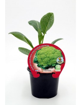 Fresanas Coliflor Verde plantel ecológico en maceta de 10,5 cm.