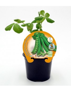 Fresanas Guisante Mata alta plantel ecológico en maceta de 10,5 cm. de diámetro