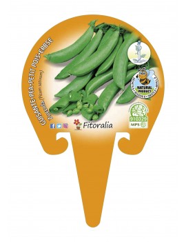 Fresanas Guisante Sugar Snap Zuccola plantel ecológico en maceta de 10,5 cm. de diámetro