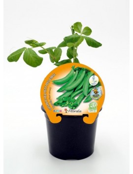Fresanas Guisante Sugar Snap Zuccola plantel ecológico en maceta de 10,5 cm. de diámetro