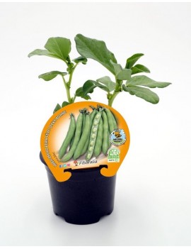 Fresanas Haba plantel ecológico en maceta de 10,5 cm. de diámetro