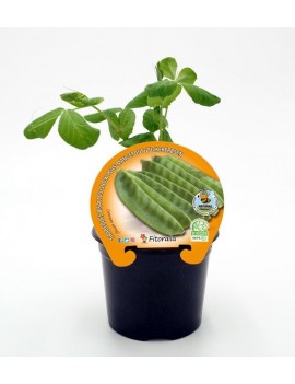Fresanas Tirabeques plantel ecológico en maceta de 10,5 cm. de diámetro