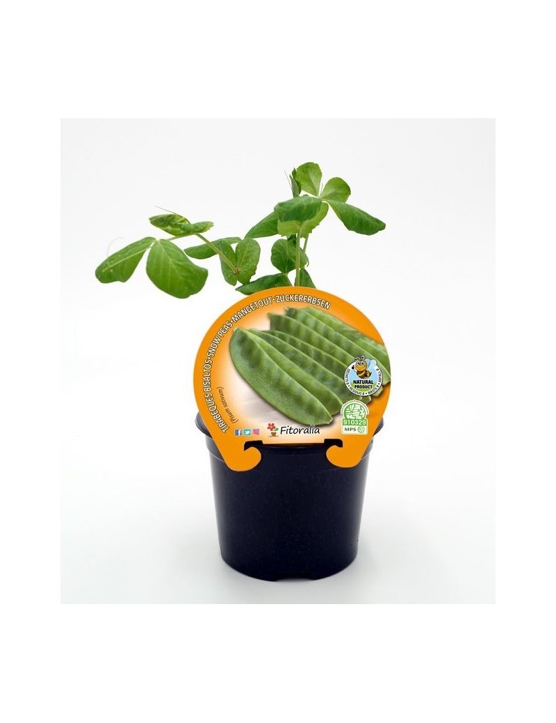 Fresanas Tirabeques plantel ecológico en maceta de 10,5 cm. de diámetro