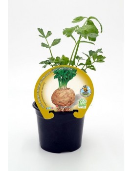 Fresanas Apio-rábano plantel ecológico en maceta de 10,5 cm.