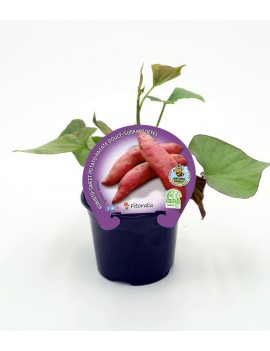 Fresanas Boniato rojo plantel ecológico en maceta de 10,5 cm. de diámetro