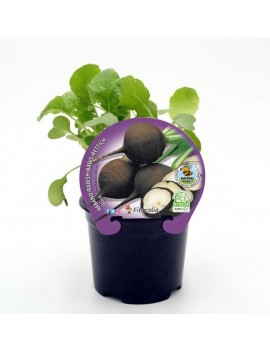 Fresanas Rábano Negro plantel ecológico en maceta de 10,5 cm. de diámetro
