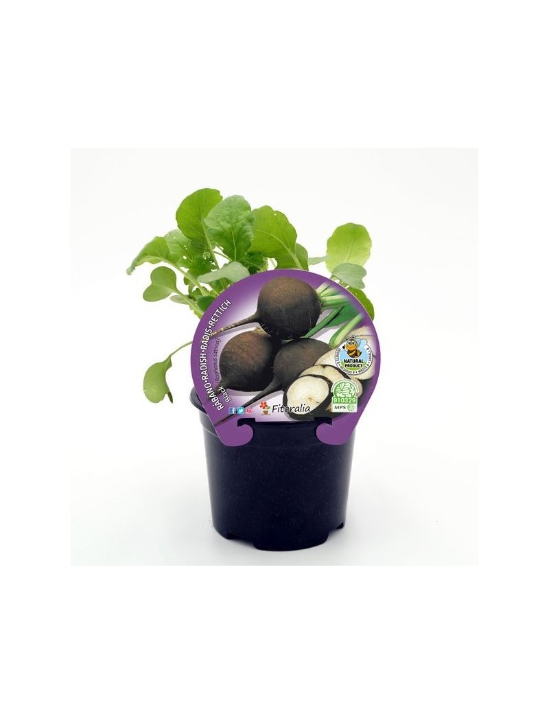 Fresanas Rábano Negro plantel ecológico en maceta de 10,5 cm. de diámetro