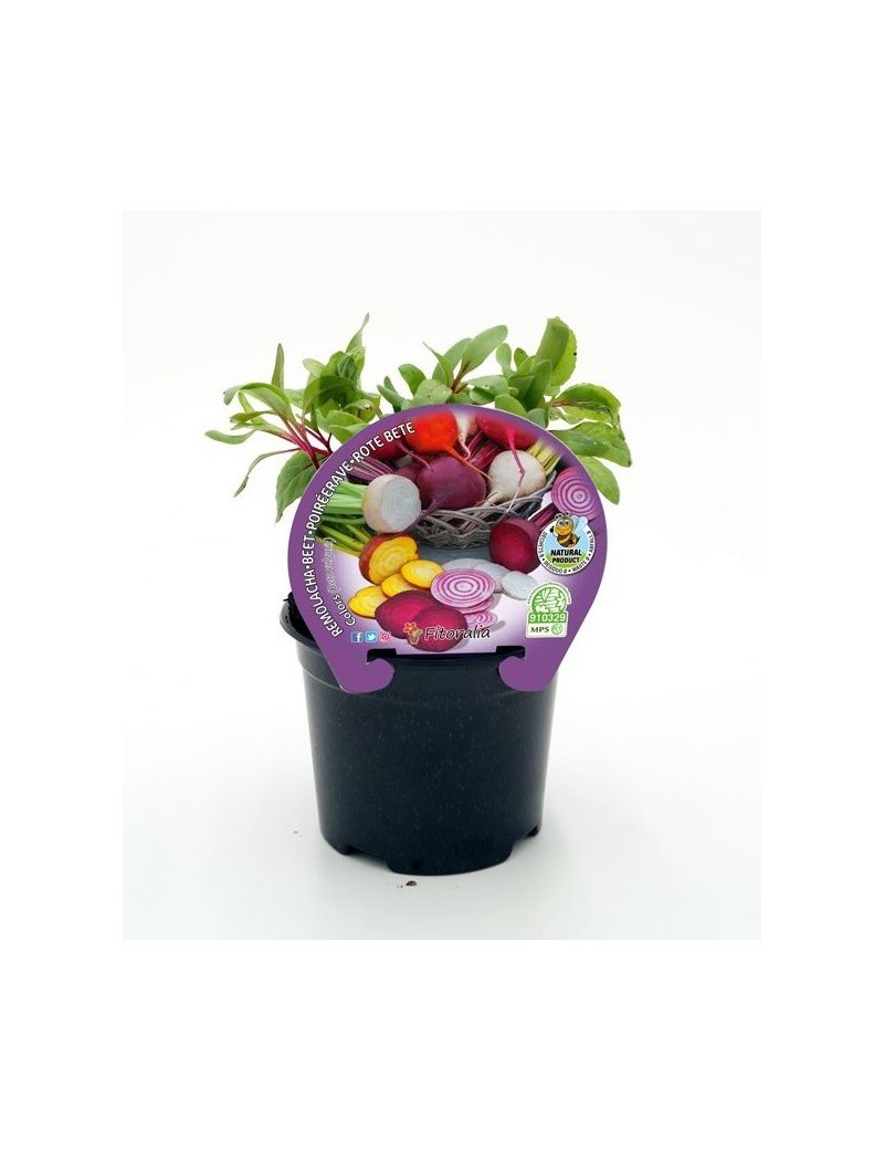 Fresanas Remolacha de colores plantel ecológico en maceta de 10,5 cm. de diámetro