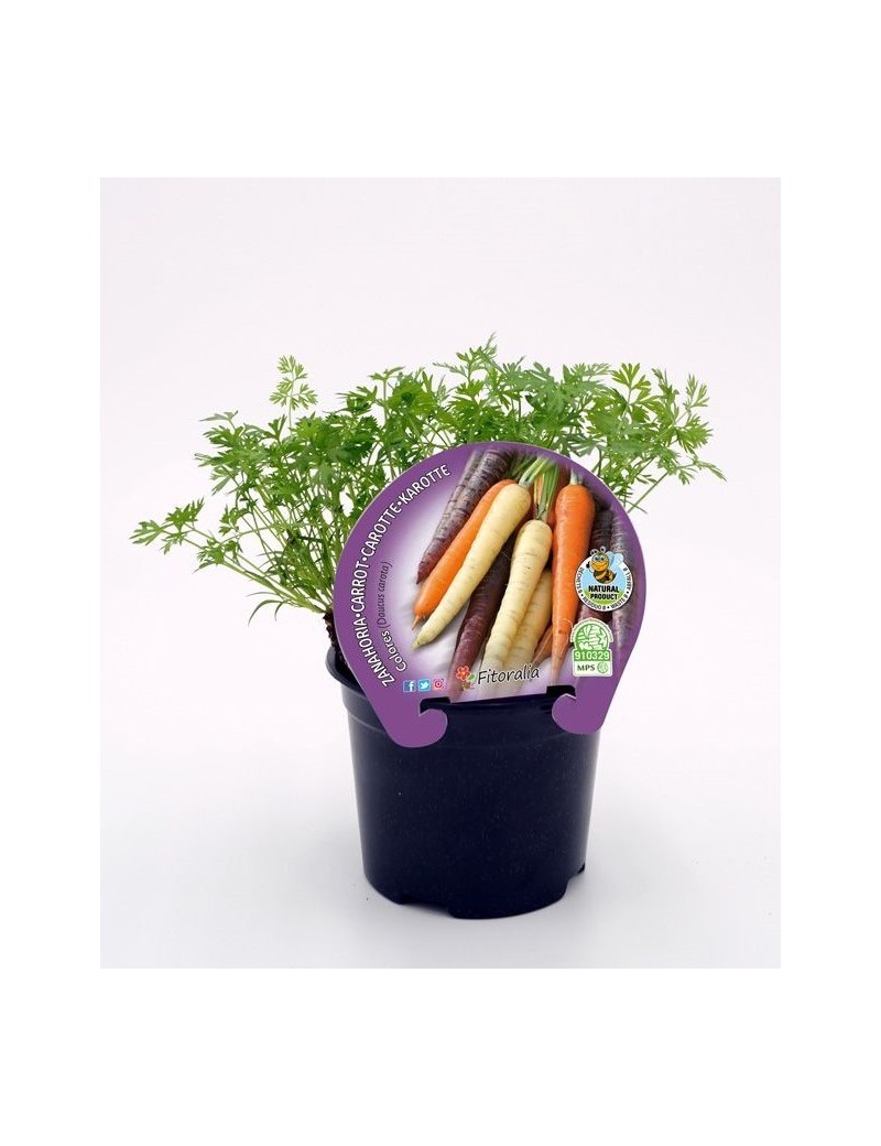 Fresanas Zanahoria de colores plantel ecológico en maceta de 10,5 cm. de diámetro