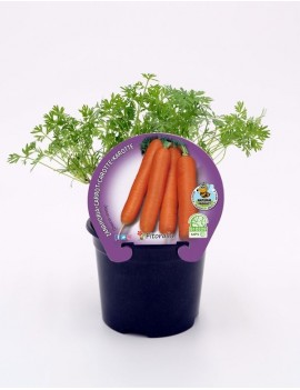Zanahoria plantón ecológico...