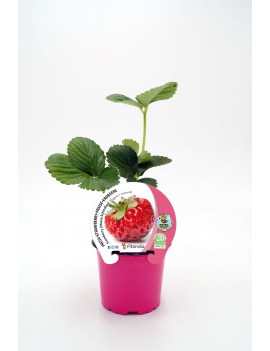 Fresanas Fresa Framberry plantel ecológico en maceta de 10,5 cm. de diámetro