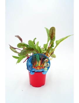 Acelga Colores Especial Navidad, plantel ecológico en maceta de 10,5 cm. de diámetro