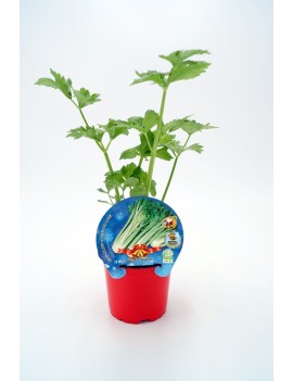 Apio especial Navidad, plantel ecológico en maceta de 10,5 cm. de diámetro