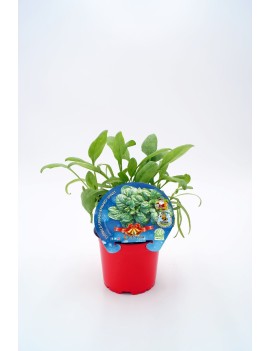 Espinaca Especial Navidad, plantel ecológico en maceta de 10,5 cm de diámetro