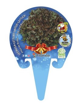 Lechuga Roble Espacial Navidad, plantel ecológico en maceta de 10,5 cm. de diámetro