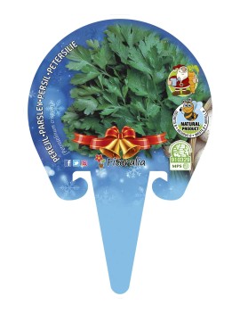 Perejil Especial Navidad, plantel ecológico en maceta de 10,5 cm. de diámetro
