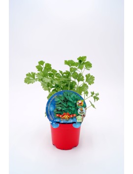 Perejil Especial Navidad, plantel ecológico en maceta de 10,5 cm. de diámetro