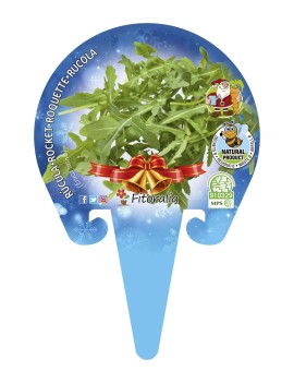 Rúcula Especial Navidad, plantel ecológico en maceta de 10,5 cm. de diámetro