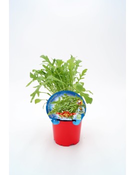 Rúcula Especial Navidad, plantel ecológico en maceta de 10,5 cm. de diámetro
