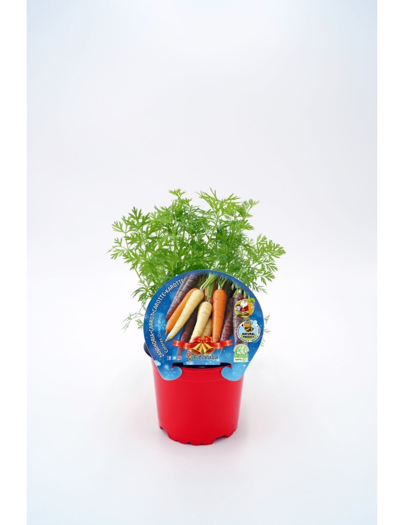 Zanahoria Colores especial Navidad, plantón ecológico en maceta de 10,5 cm. de diámetro
