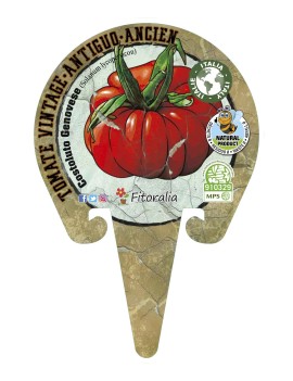 Fresanas Tomate Costoluto Genovese coleccióin Vintage plantel ecológico