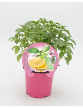 Fresanas Albahaca Citron plantel ecológico en maceta de 10,5 cm. de diámetro