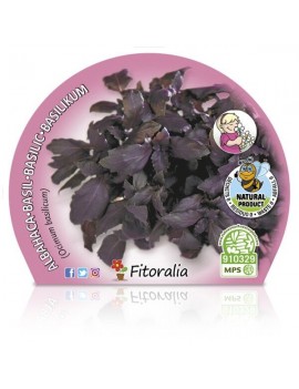 Fresanas Albahaca Púrpura Plantel ecológico en maceta de 10,5 cm. de diámetro