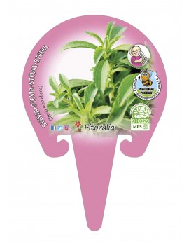 Fresanas Stevia Plantel ecológico en maceta de 10,5 cm. de diámetro