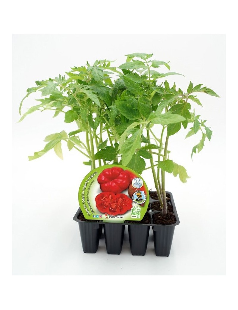 Fresanas Tomate Montserrat plantel ecológico pack de 12 unidades 34x32mm.