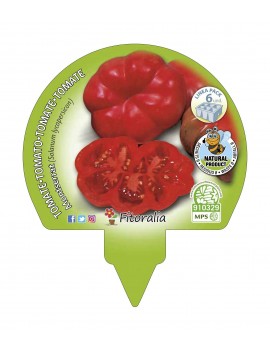 Fresanas Tomate Montserrat plantón ecológico pack de 6 unidades