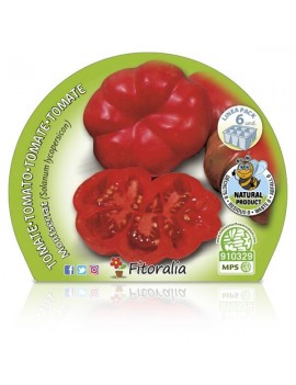 Fresanas Tomate Montserrat plantón ecológico pack de 6 unidades