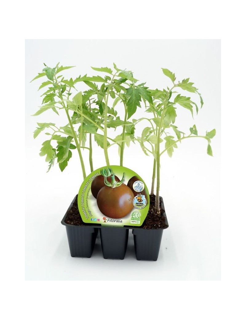 Fresanas Tomate Negro plantón ecológico pack de 6 unidades