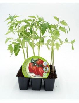 Fresanas Tomate Pera Mata Baja plantón ecológico en maceta pack 6 unidades 54x43mm.