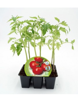 Fresanas Tomate Racimo plantón ecológico packs de 6 unidades