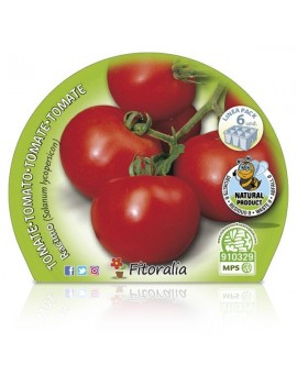Fresanas Tomate Racimo plantón ecológico packs de 6 unidades