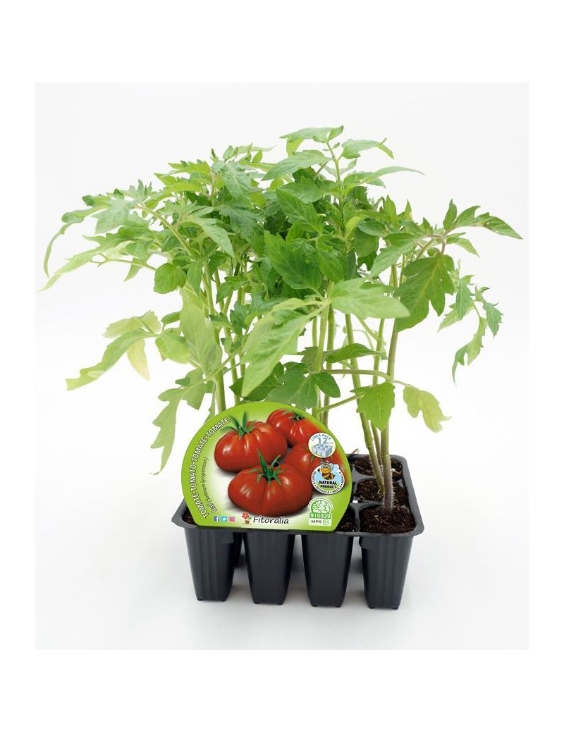 Fresanas Tomate Raf plantón ecológico pack de 12 unidades 34x32mm.