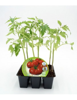 Fresanas Tomate Raf plantón ecológico pack de 6 unidades 54x43mm.