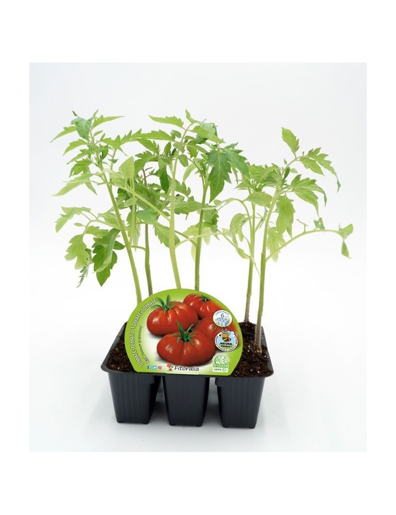 Fresanas Tomate Raf plantón ecológico pack de 6 unidades 54x43mm.