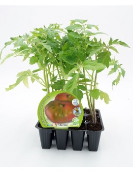 Fresanas Tomate Rosa plantón ecológico pack de 12 unidades 34x32 mm.