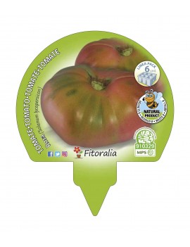 Fresanas Tomate Rosa plantón ecológico pack de 6 unidades 54x43 mm.