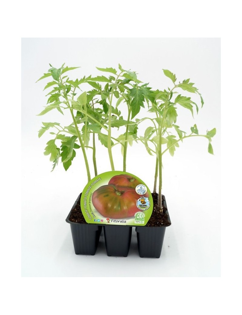 Fresanas Tomate Rosa plantón ecológico pack de 6 unidades 54x43 mm.