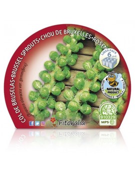 Fresanas Bol de Bruselas plantón ecológico pack 6 unidades