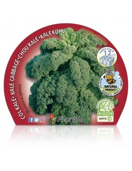 Col Kale plantón ecológico pack 12 unidades 34x32 mm.