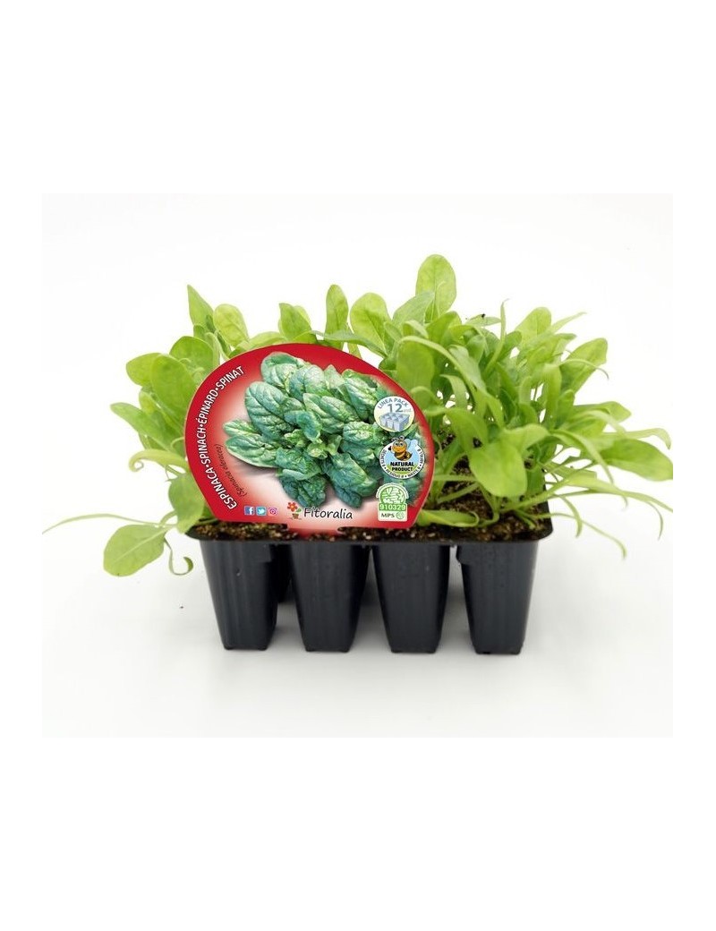 Fresanas Espinaca plantón ecológico pack 12 unidades 34x32 mm. de diámetro