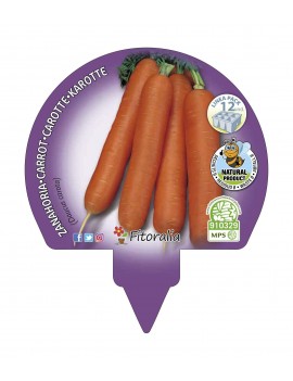 Fresanas Zanahoria plantón ecológico pack 12 unidades 34x32 mm. de diámetro