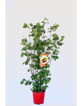 Avellano Negreta en maceta de 25 cm. Planta natural 100%